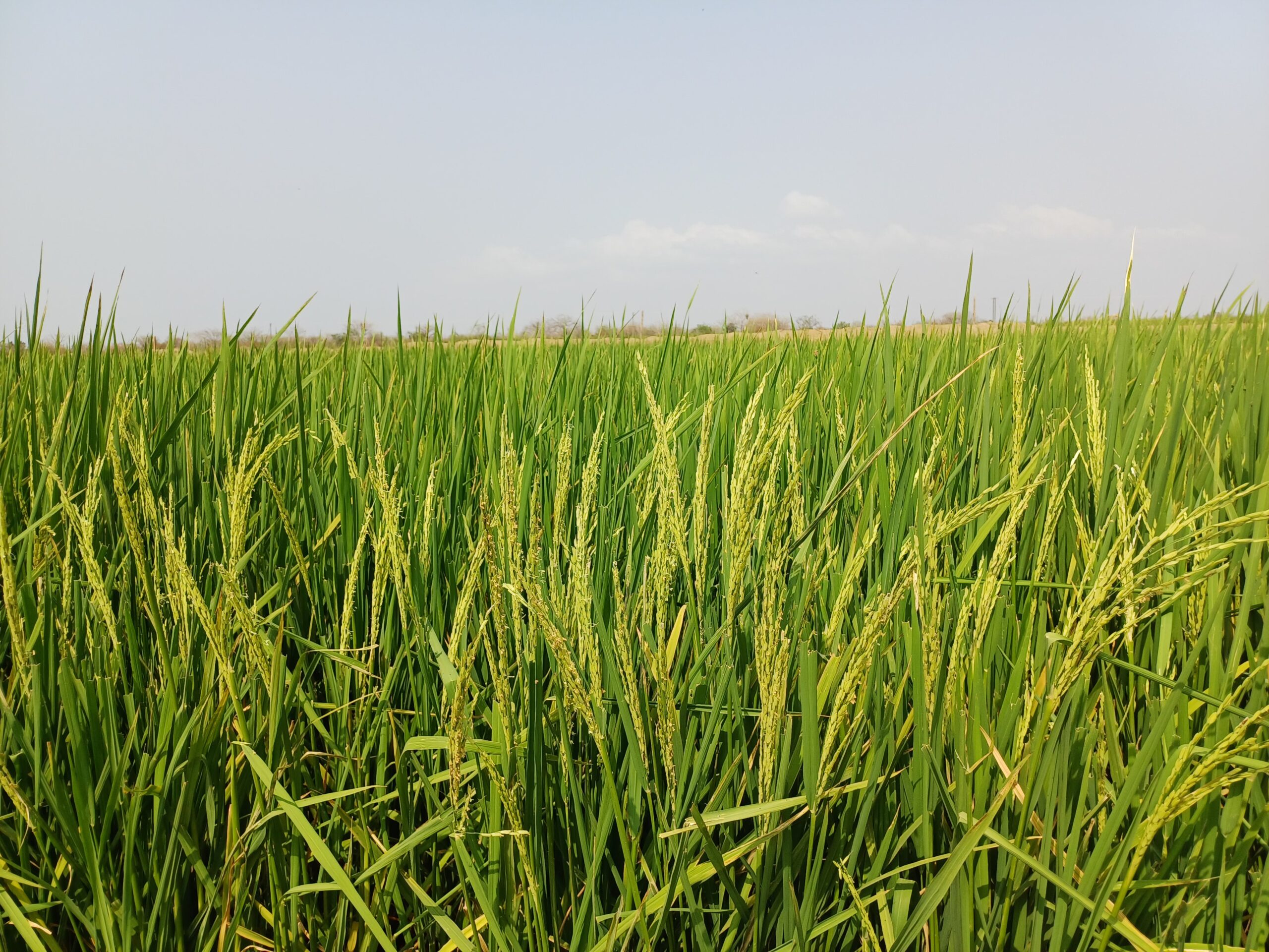 Nobi%20Agriculture%20Ltd