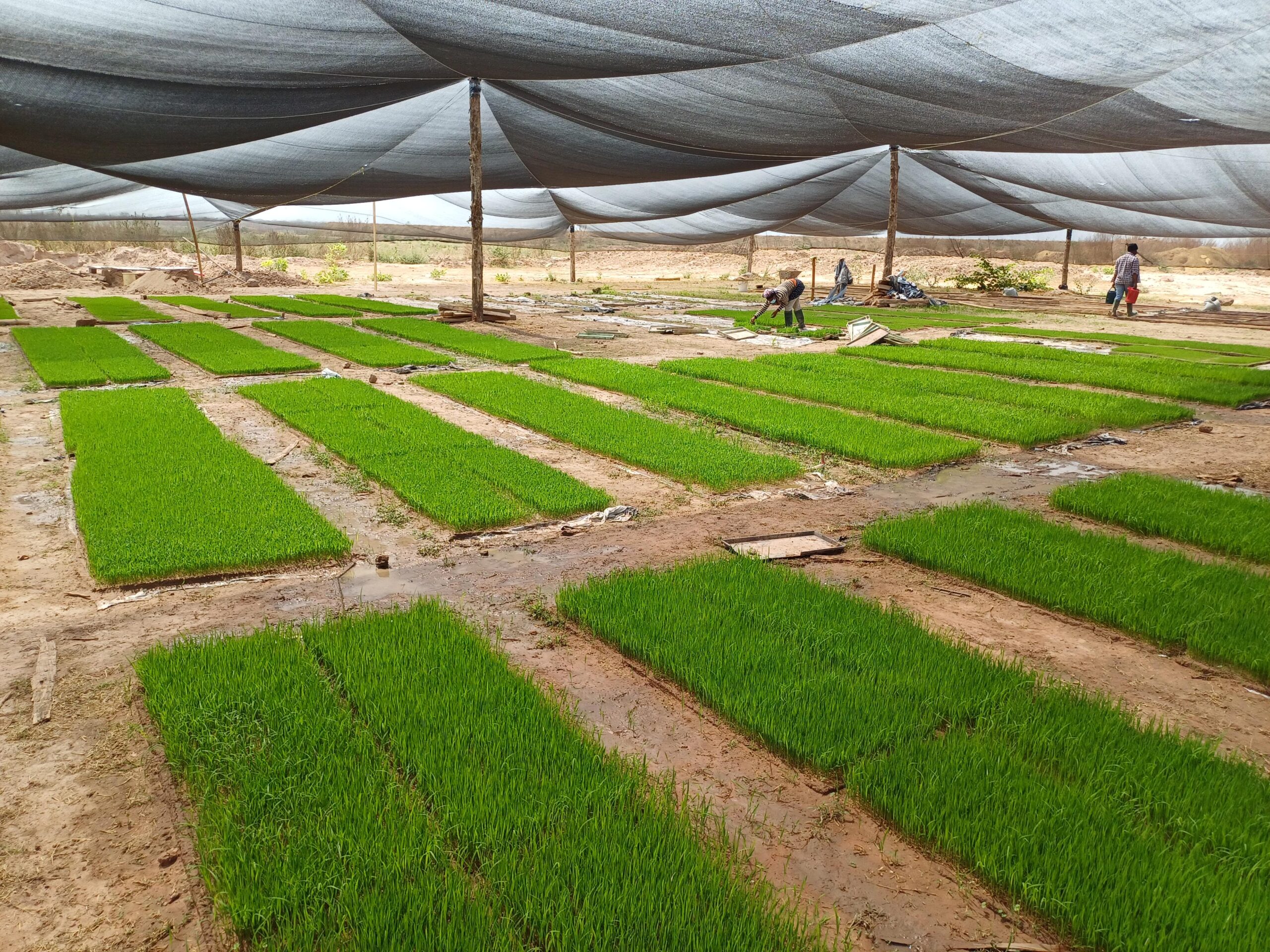 Nobi%20Agriculture%20Ltd